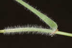 Hairy umbrella sedge